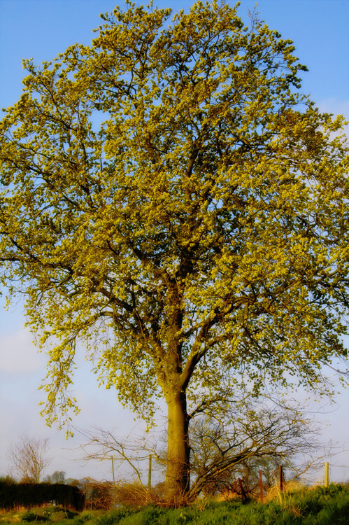 ash tree dieback 2030 2032 2030s