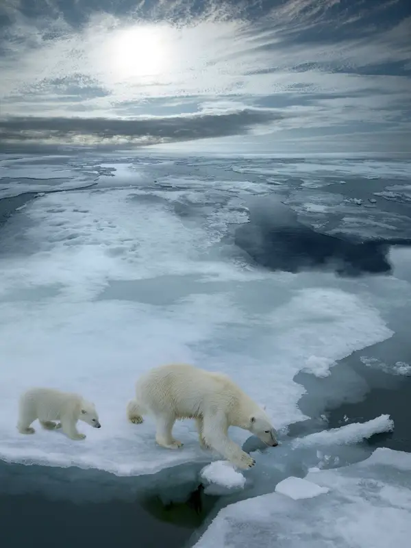 polar bears future 2050 2100 timeline arctic sea ice global warming climate change