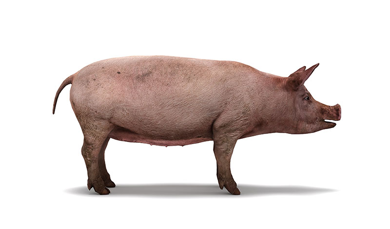 pigs dna genetic modification future timeline