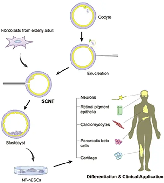 stem cell applications
