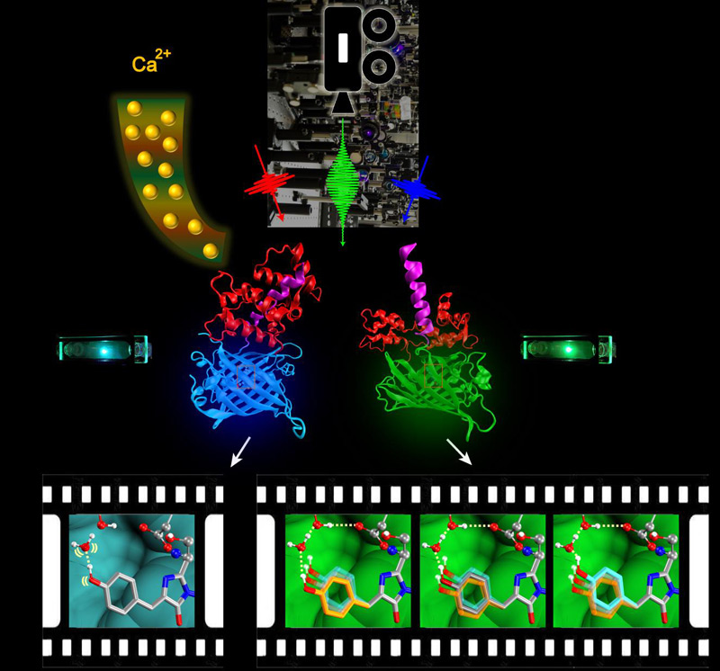 molecular movie technology