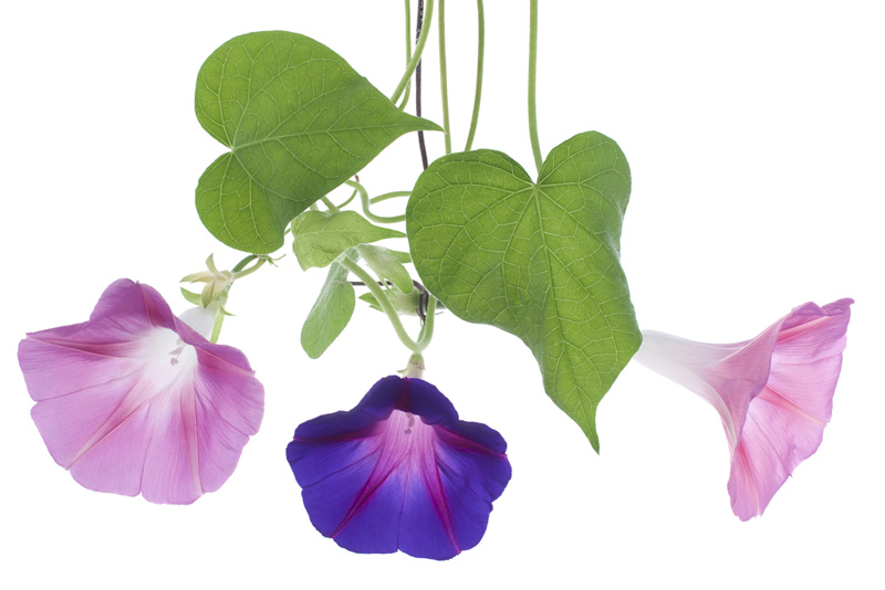 morning glory flowers aging japan