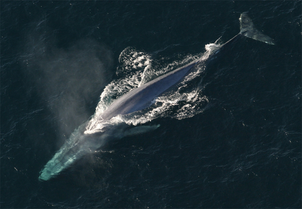 blue whale