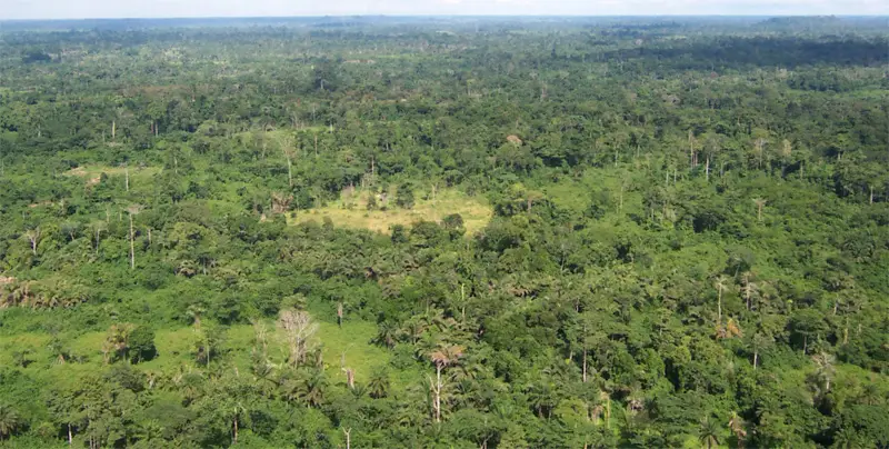 Liberia forests