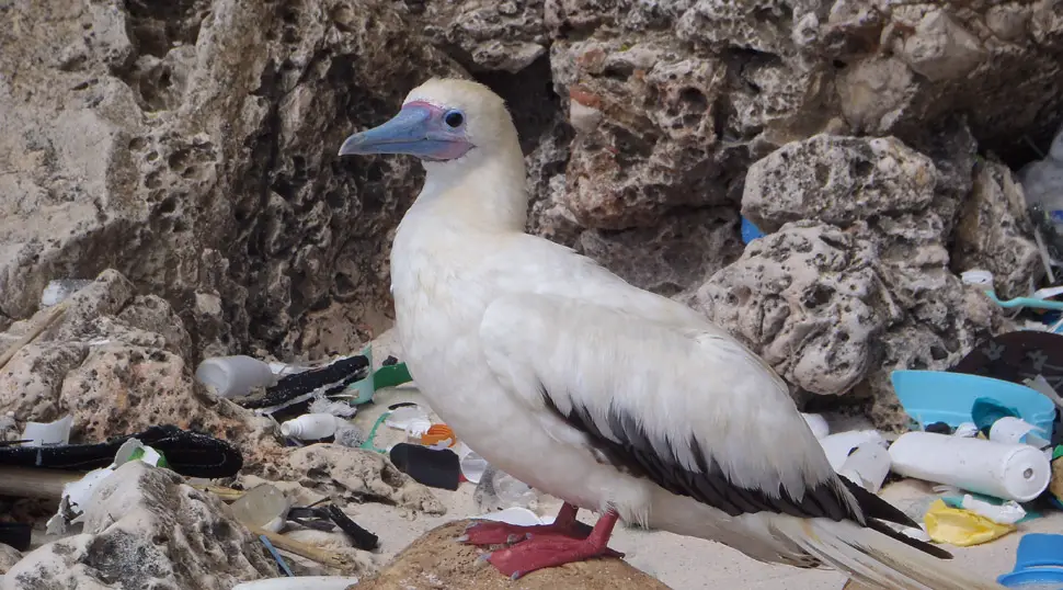 plastic in 99 percent of seabirds by 2050