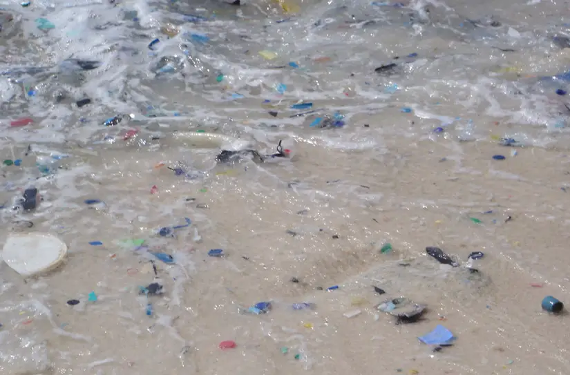 plastic in 99 percent of seabirds by 2050