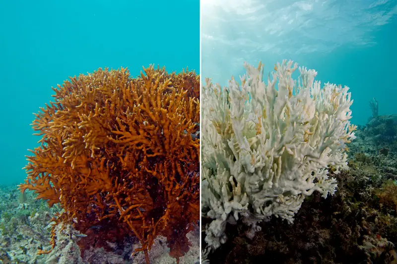 global coral bleaching event 2015