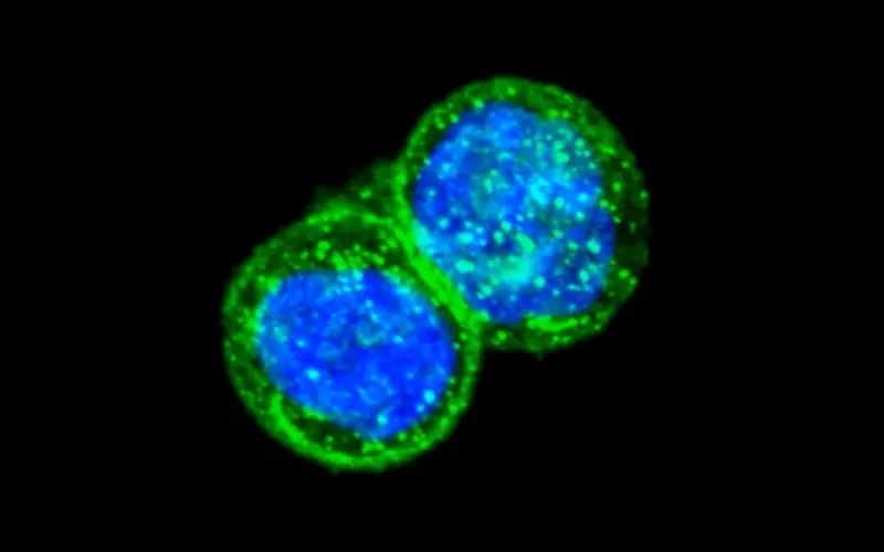 malaria protein cancer cells 2019
