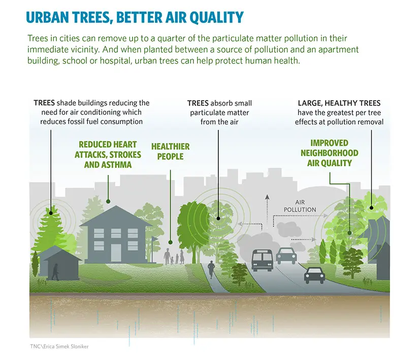 urban trees air quality