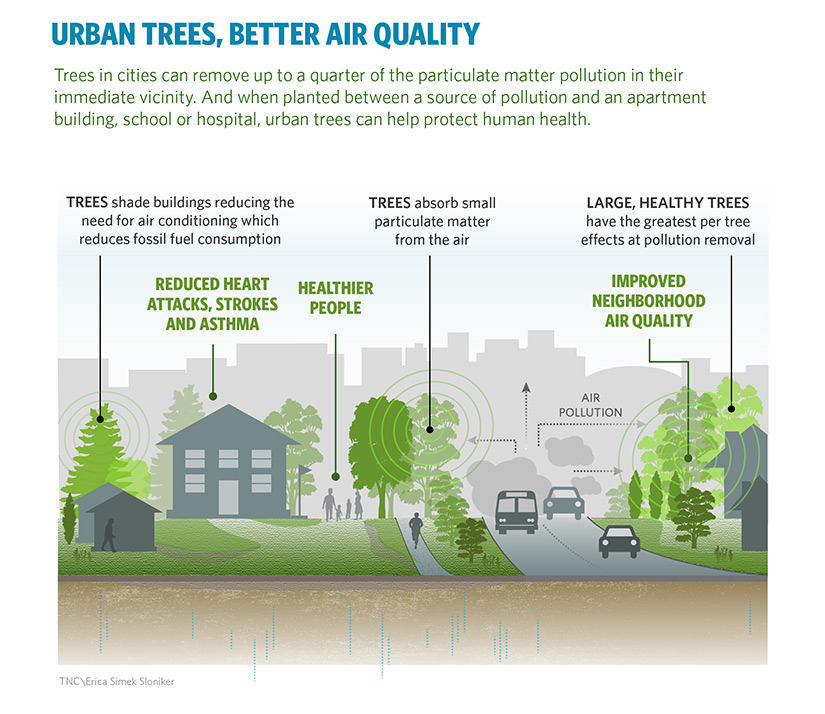 urban trees air quality