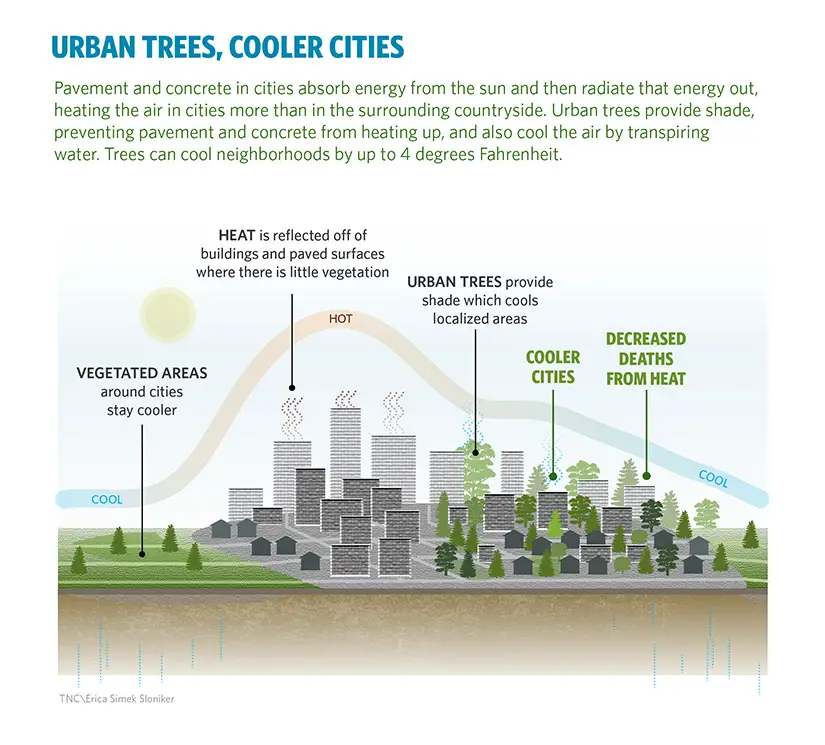 urban trees 2 degrees C