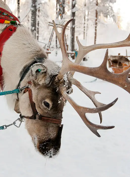 reindeer population decline extinction threat