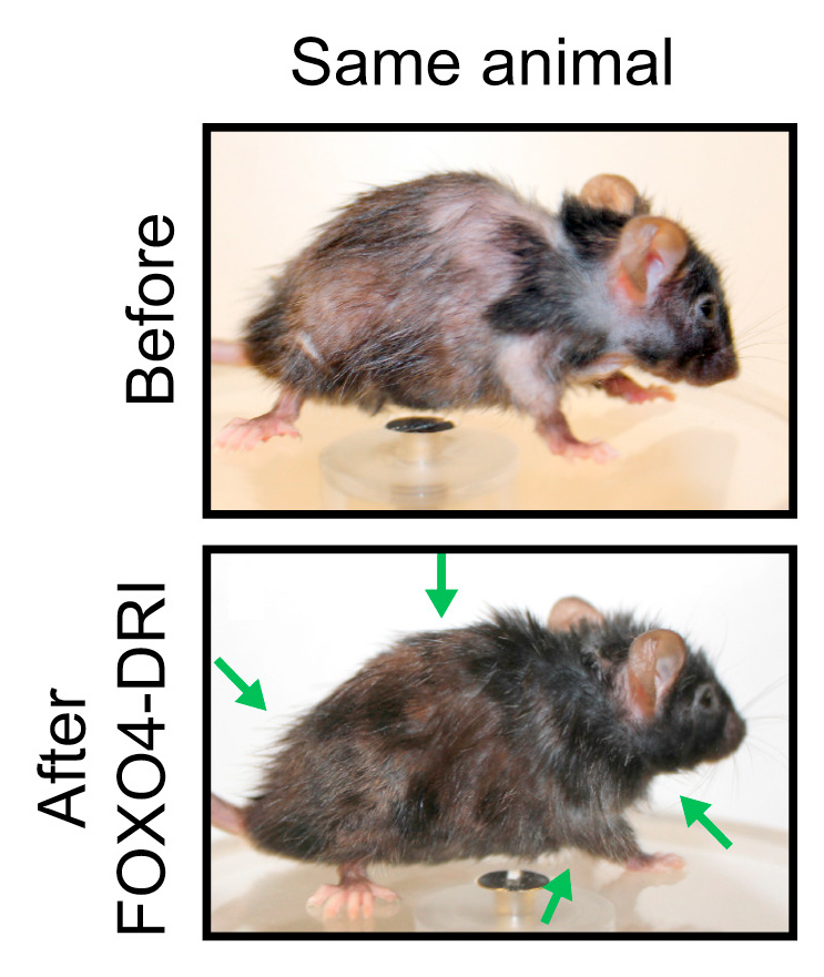 aging cure mice future timeline