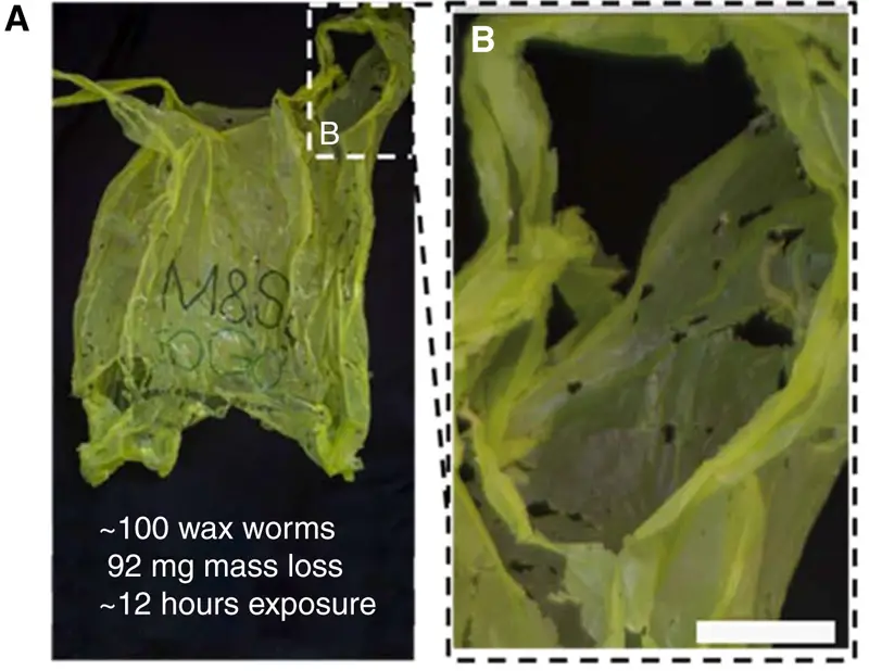 wax moth larvae plastic waste