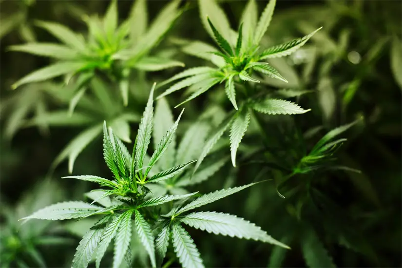 oregon marijuana legal 1 july 2015