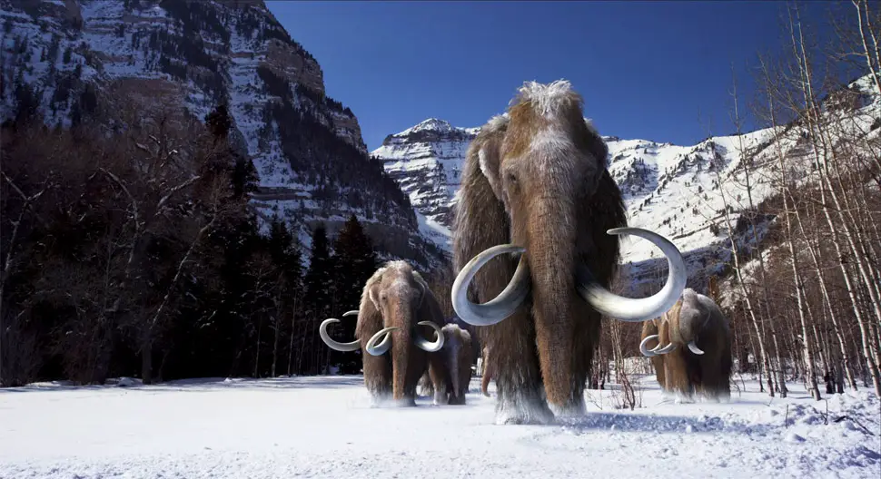 woolly mammoths 2015 research