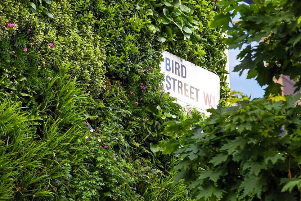 bird street london