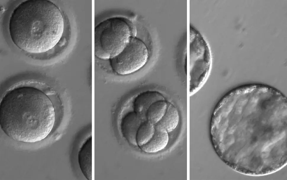 crispr human embryos