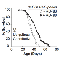 aging fruit flies lifespan increased