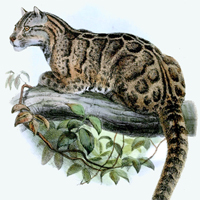 extinct animal