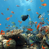 coral reefs