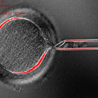 cloned cell