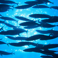 fish