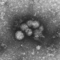 hcv particles