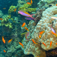 great barrier reef coral and fish
