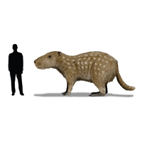 giant rat