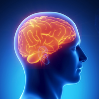 human brain