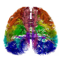 mouse brain map