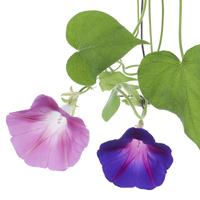 flowers aging cure japan