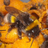 bee