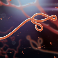 ebola virus