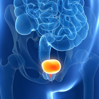 bladder illustration