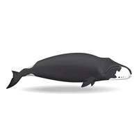 bowhead whale