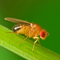 fruit fly