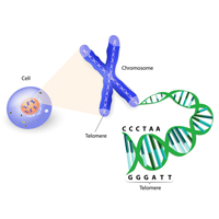 telomeres
