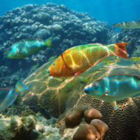 caribbean coral reef future