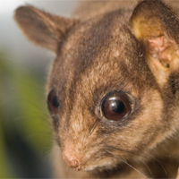 leadbeaters possum extinct