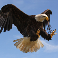 bald eagle