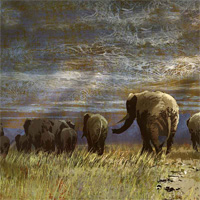 elephants