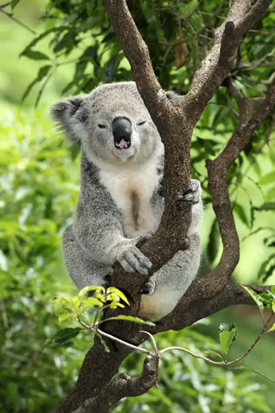 koala extinction climate change