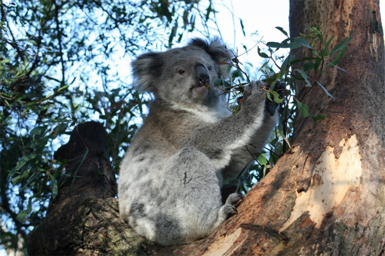 koala bears population australia extinction threat future