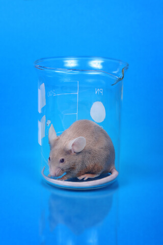 lab mouse robust rejuvenation life extension 2020s  2020 2025