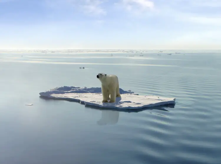 polar bears global warming extinction melting ice climate change 2080 2100