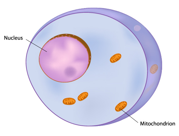 animal cell diagram