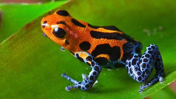 frog