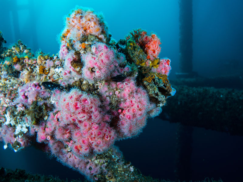 Oil rigs may end their days as valuable artificial reefs